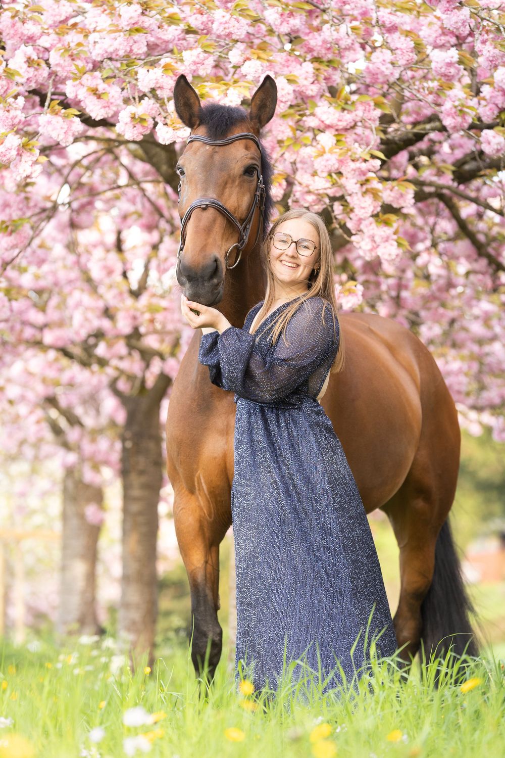 Cheval bai, photo nature, cerisiers