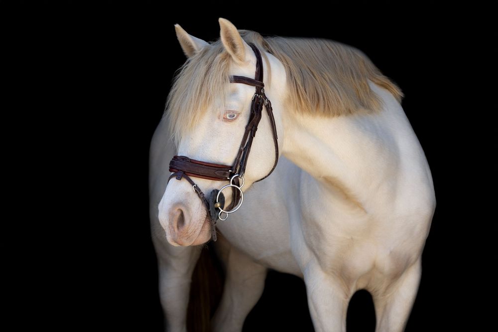 Cheval, photo studio, photo fond noir