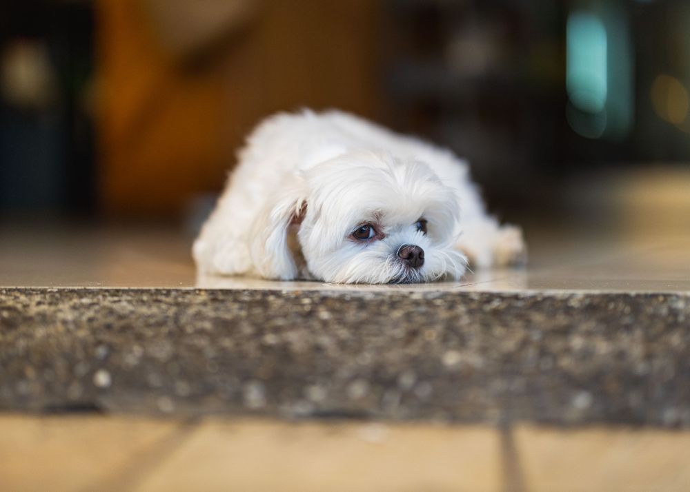 Dog in Champaign Urbana, Illinois by Alex Yuan Photography, Professional Graduation Photographer at UIUC
