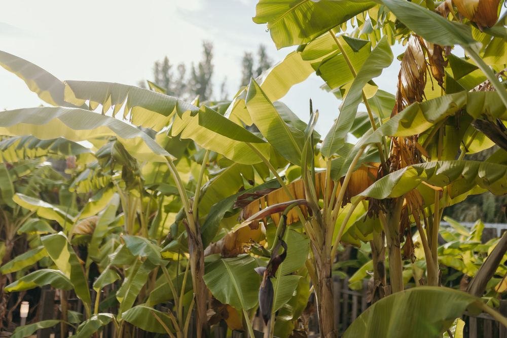 Lush banana tree plantation with large green leaves swaying in sunlight.