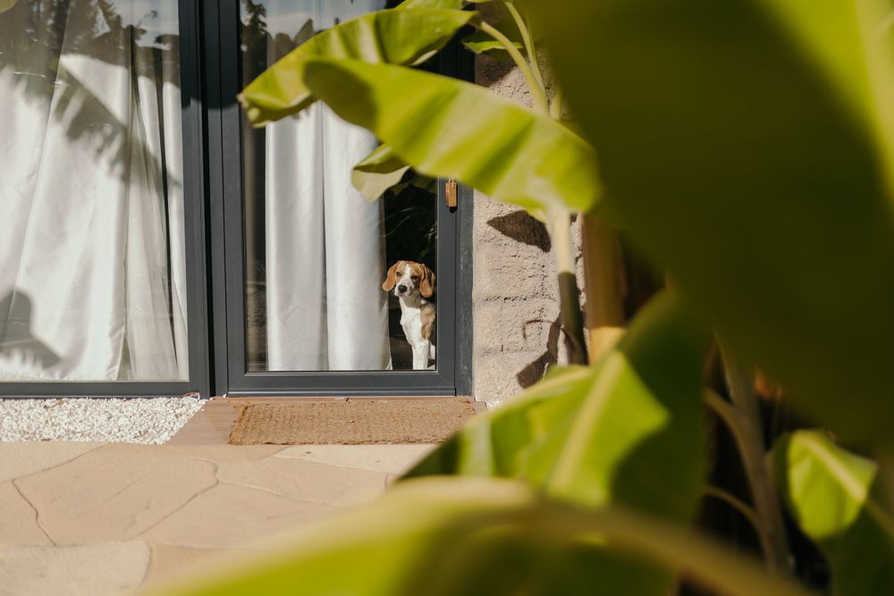Curious beagle dog peeking through a pet door in a glass sliding door surrounded by tropical plants.