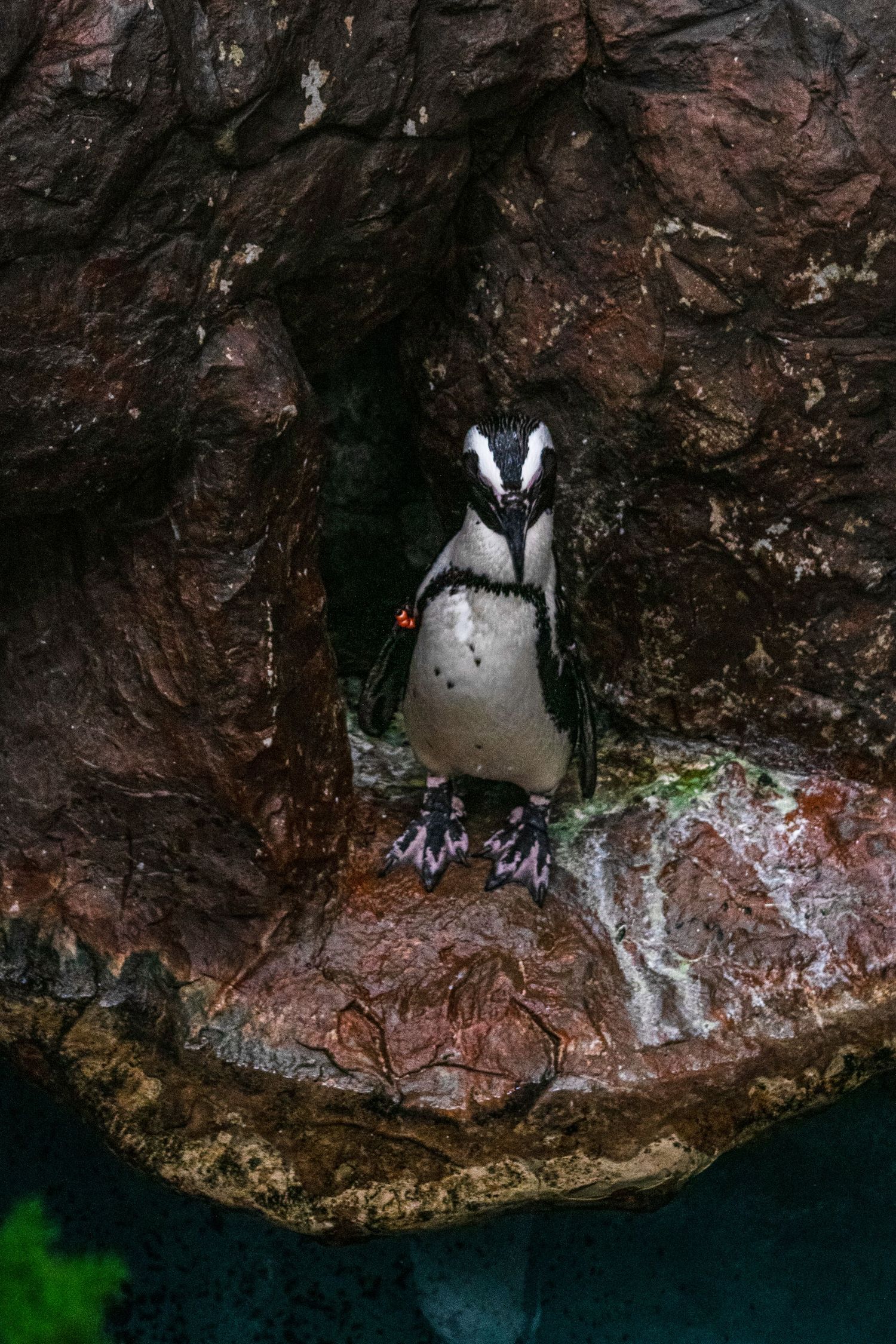 Small penguin standing in a rocky cave entrance near glowing green water.