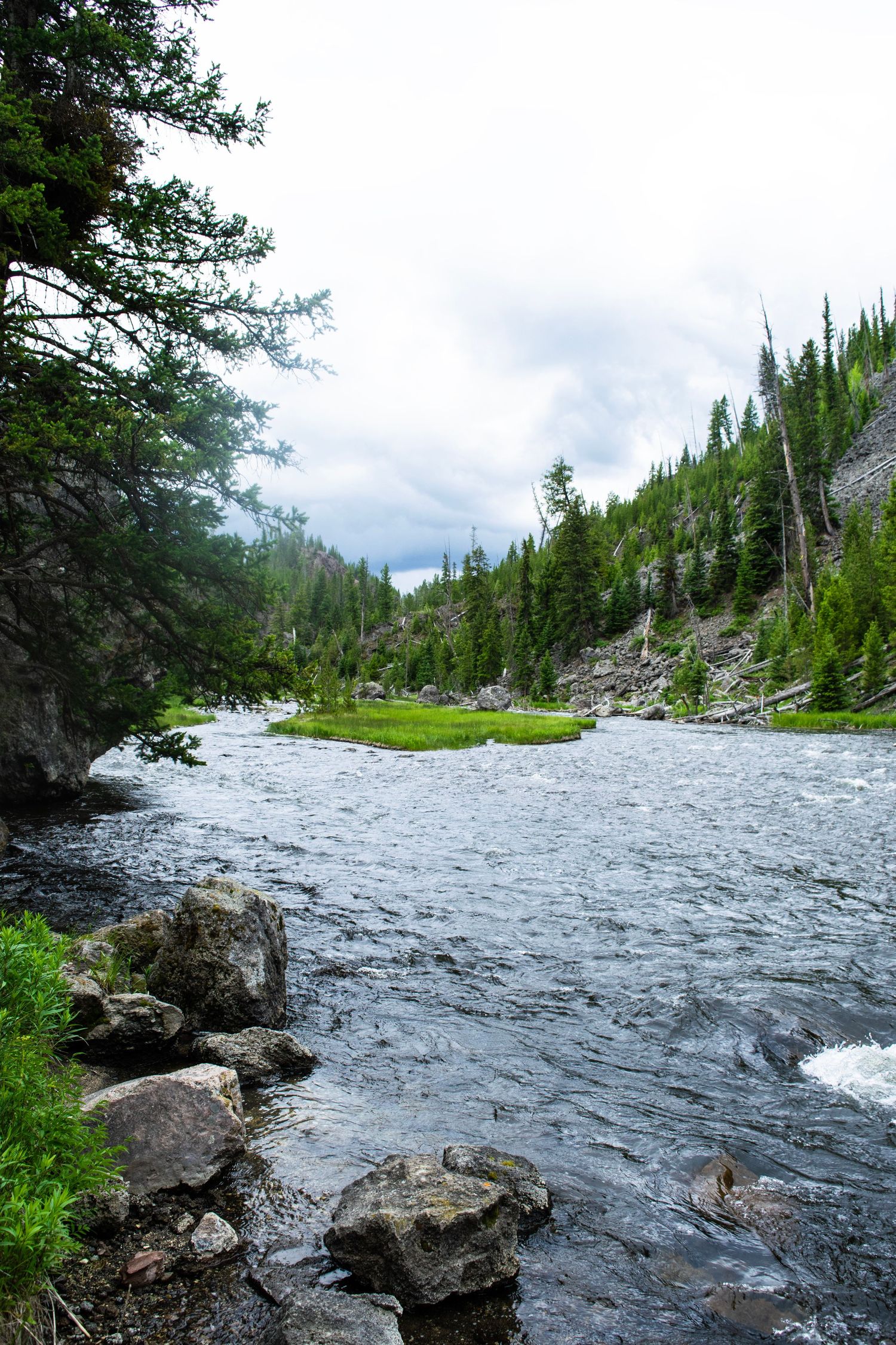 A rushing river flows through a forested landscape with rocky shores and evergreen trees in the background.