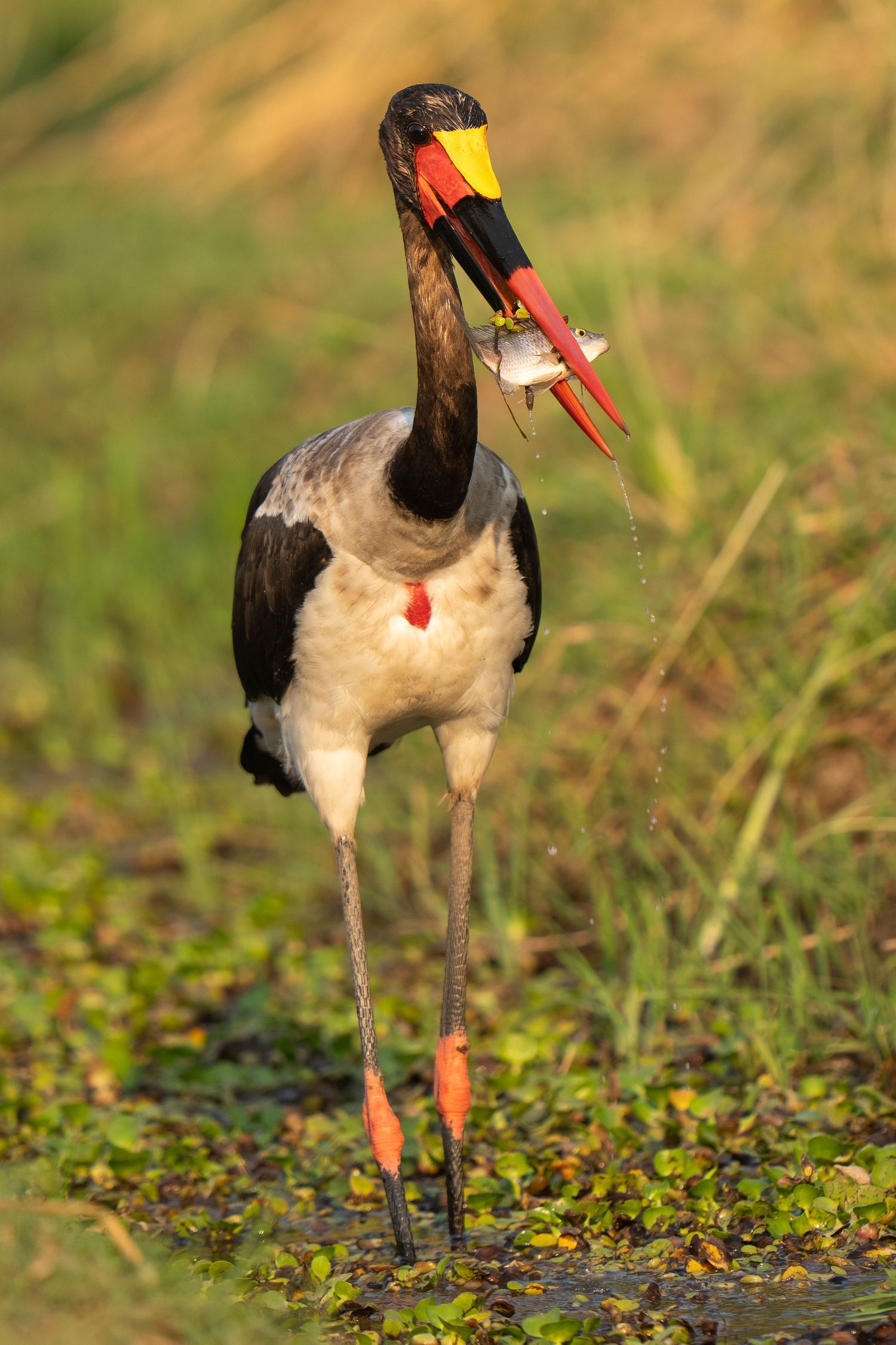 A saddle-billed stork forages in wetland vegetation.