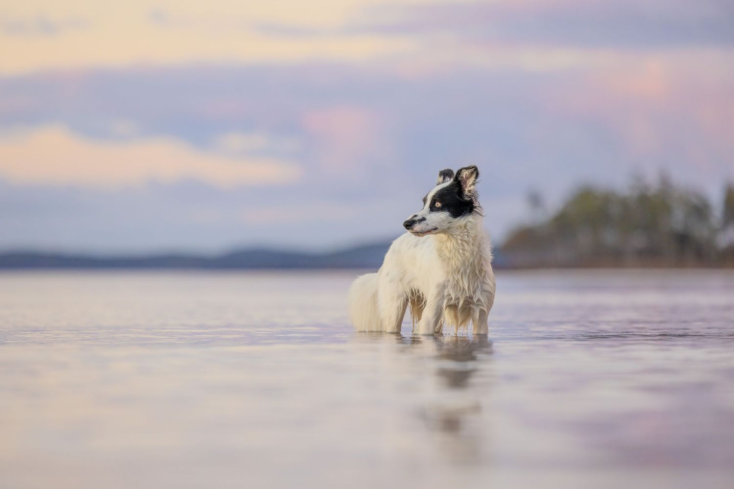Newcastle Pet Photographer