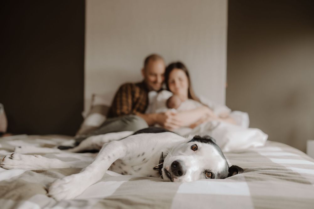 Family with newborn and pet dog snuggled together on the bed during in-home session.