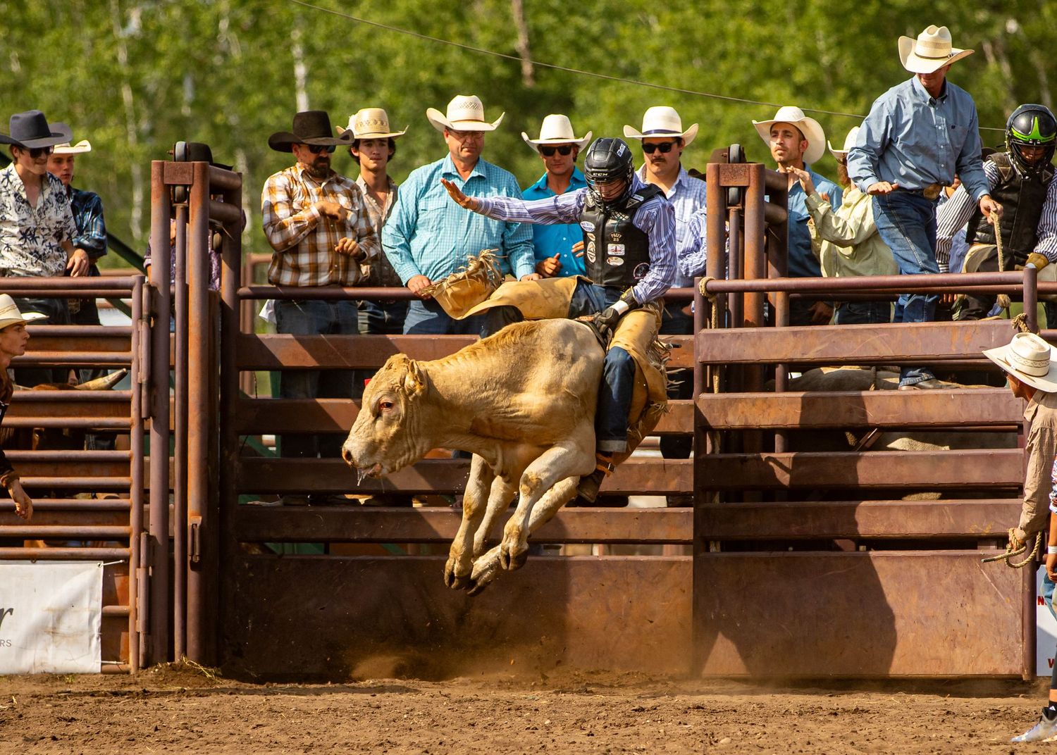 A rodeo bull leaps in the air during a competition while competitors watch behind the chutes