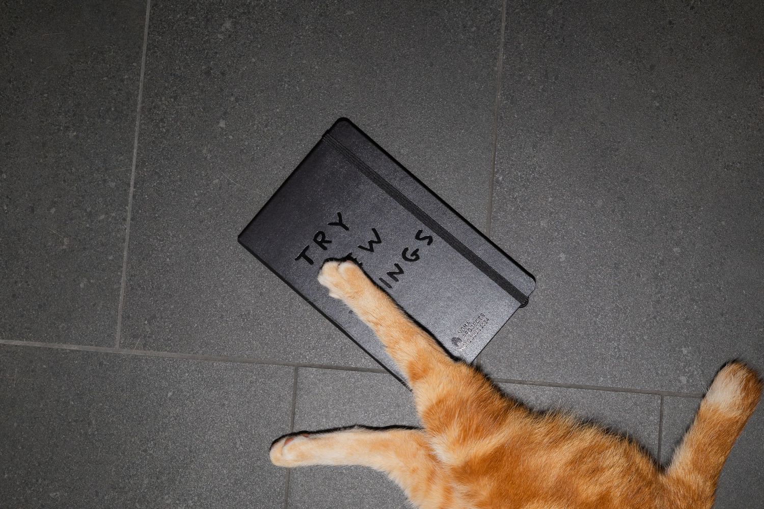 Ginger cat's paw reaching towards a black notebook on dark tile floor.
