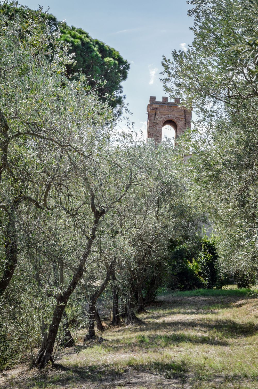 Olivenhain in Castelfalfi.
