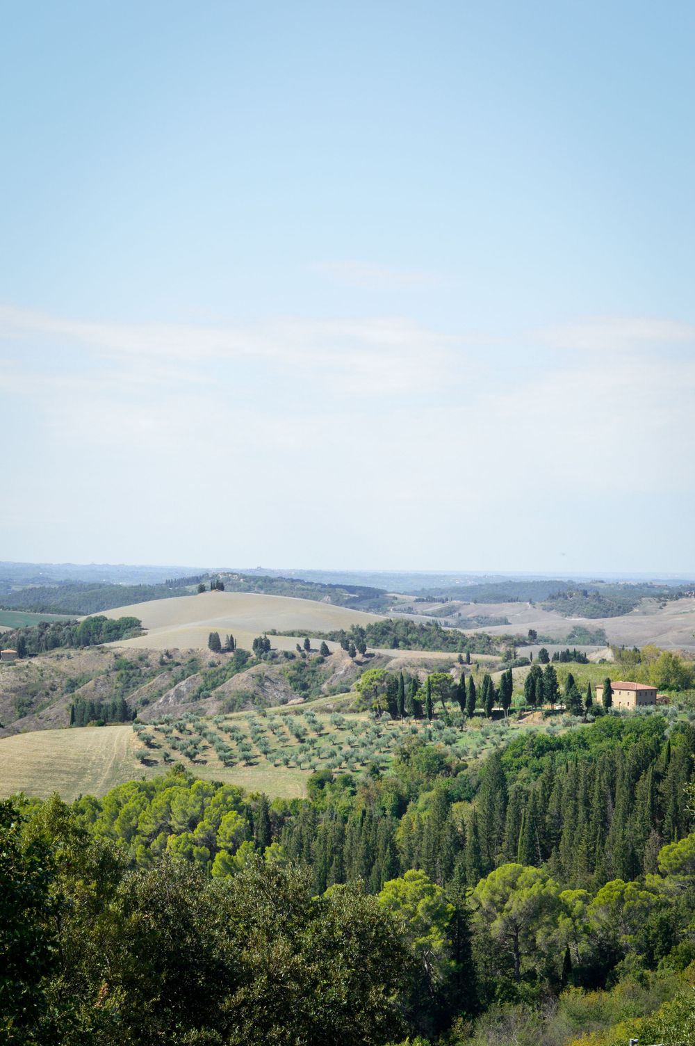 Blick auf die Wein- und Olivenberge der Tenuta di Castelfalfi in der Region Montaione.