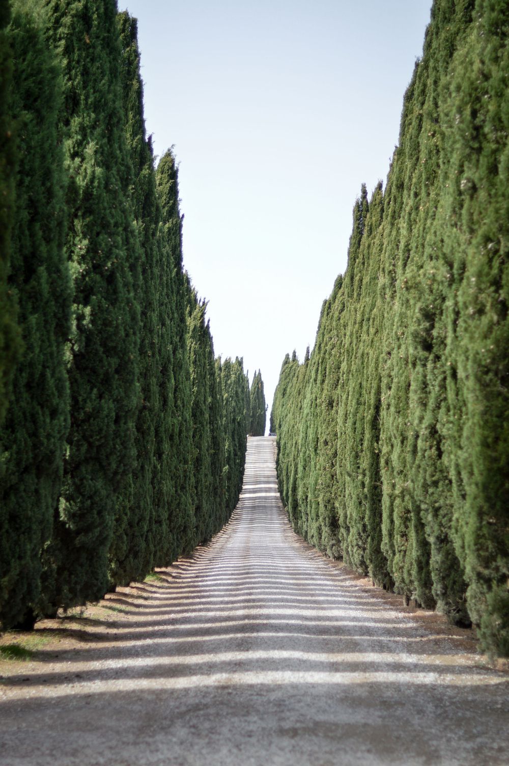 Eine Allee aus Säulen-Zypressen in der Toskana, die zu einem Agriturismo oder Landsitz führt.