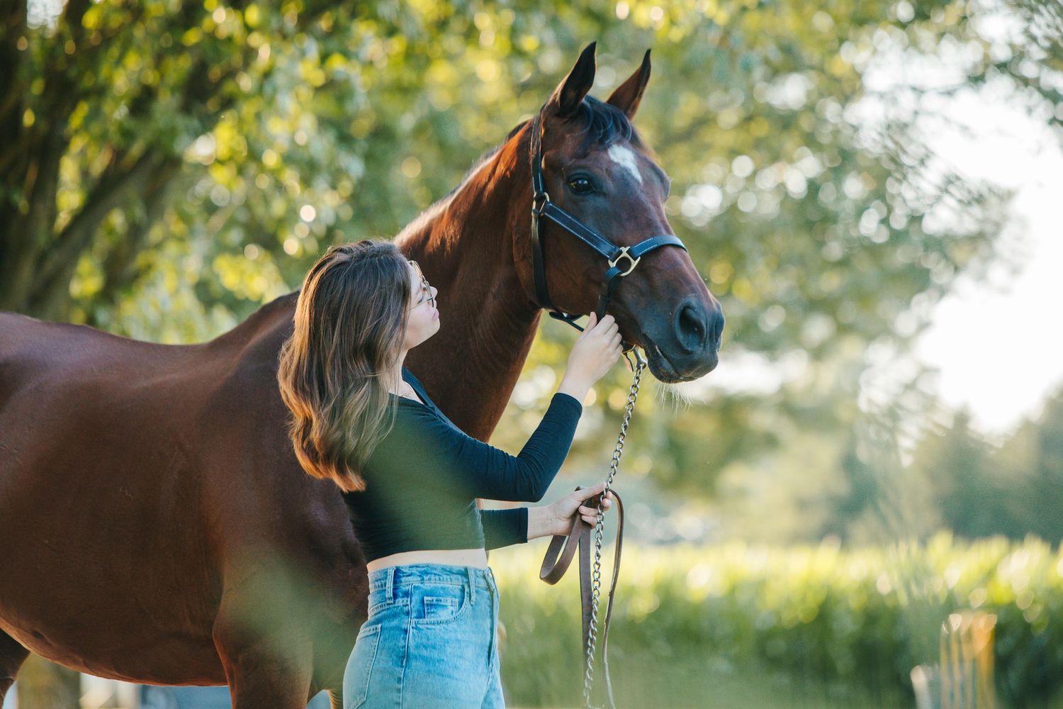 A bay horse with a blue halter stands next to someone in jeans during a sunny day.
