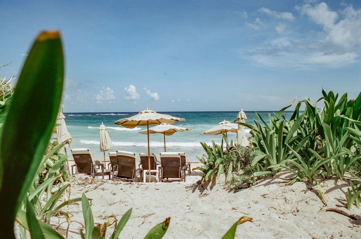 Beach chairs and umbrellas line the sandy shore with tropical plants framing the turquoise ocean view.