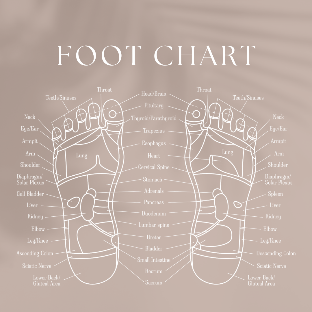 reflexology foot chart diagram