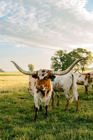 Longhorns walk away from sunrise during a ranch photoshoot.