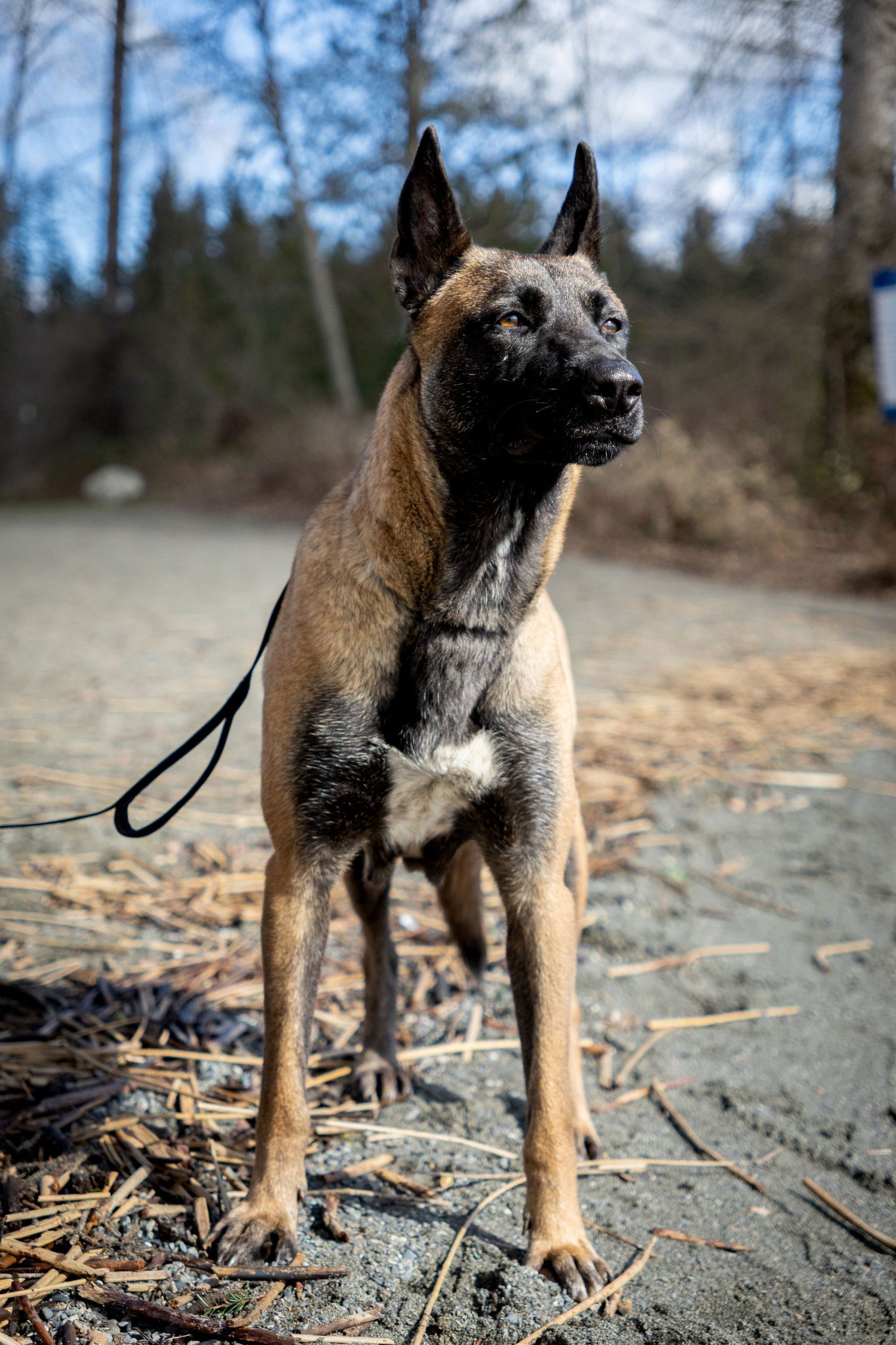 Belgian Malinois dog standing alert on dirt trail with forest background.