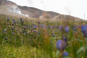 Purple wildflowers blooming in foreground with mountain peaks in background.