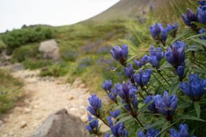 Close-up of vibrant blue lupine flowers growing along mountain trail.