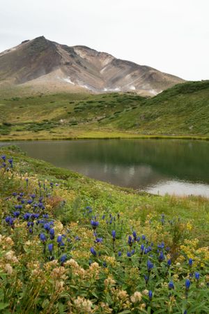 Alpine lake surrounded by mountains with purple wildflowers along the shore.