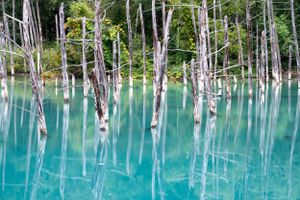 Dead trees standing in bright turquoise blue water creating ethereal landscape.