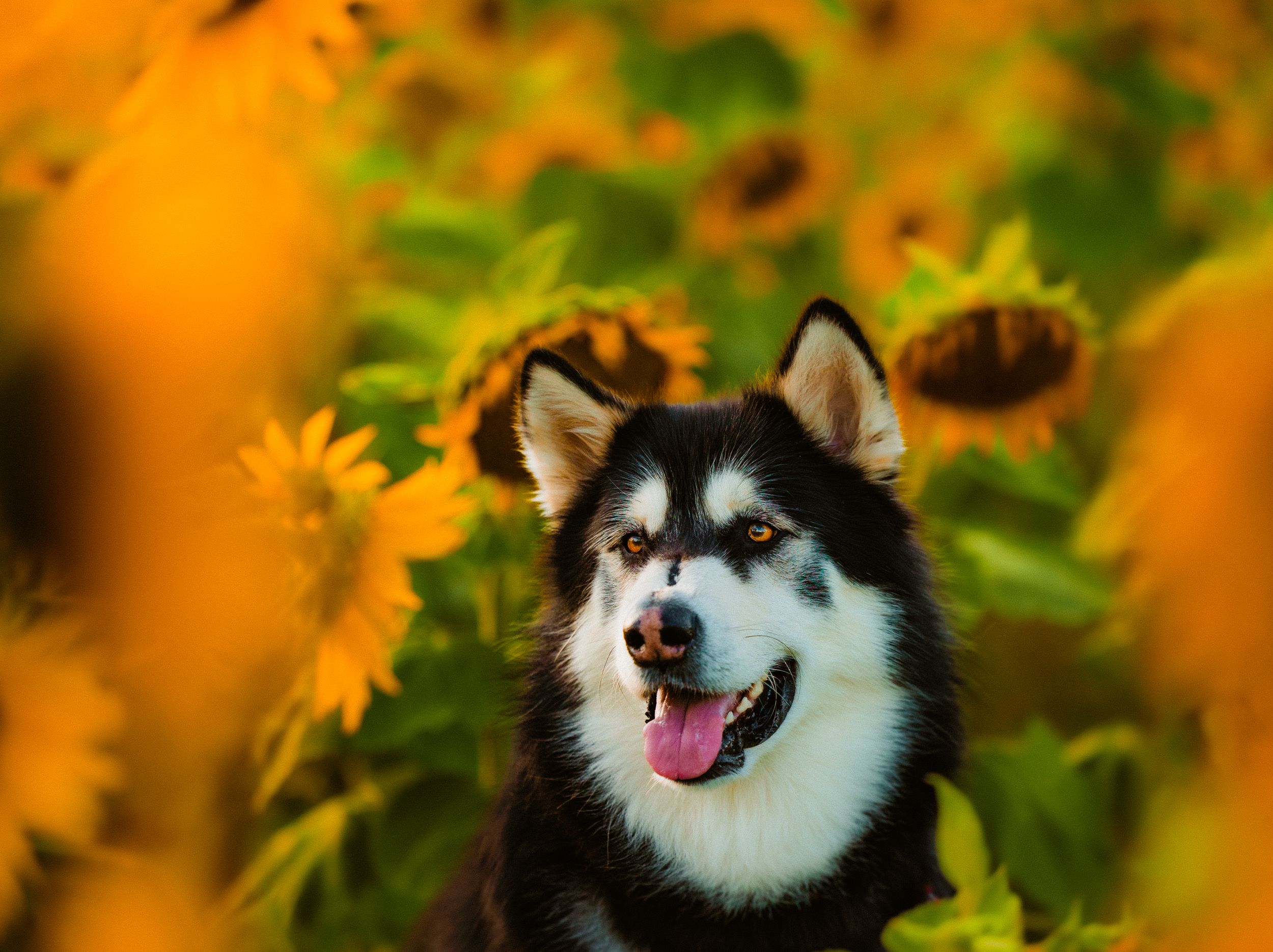 A happy Alaskan Malamute with tongue out surrounded by vibrant yellow sunflowers in a field.