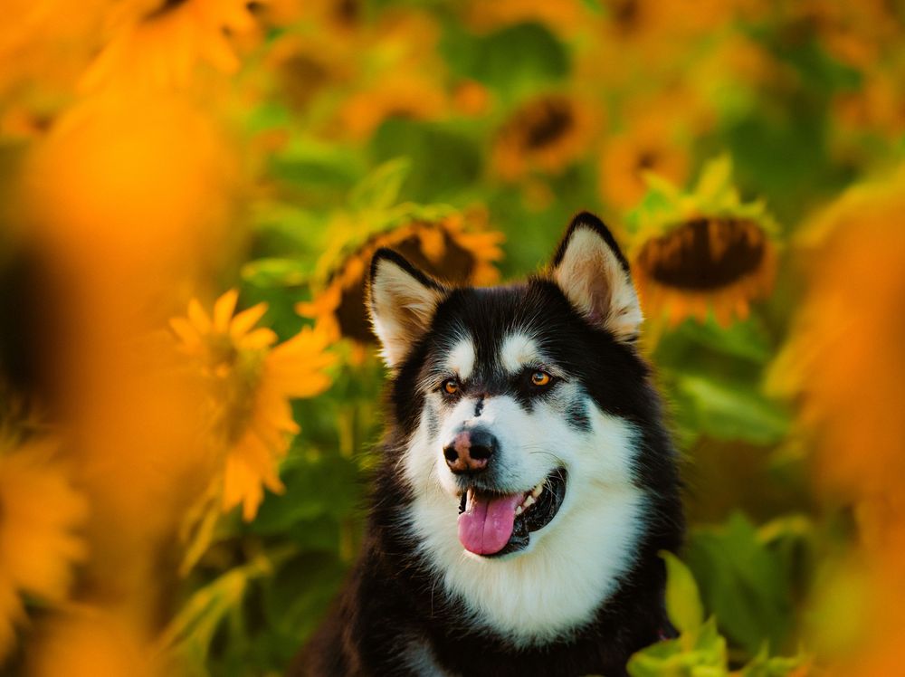 A happy Alaskan Malamute with tongue out surrounded by vibrant yellow sunflowers in a field.