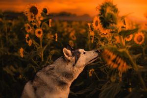 An Alaskan Malamute/Siberian Husky sniffing sunflowers in a field bathed in dramatic orange sunset light.