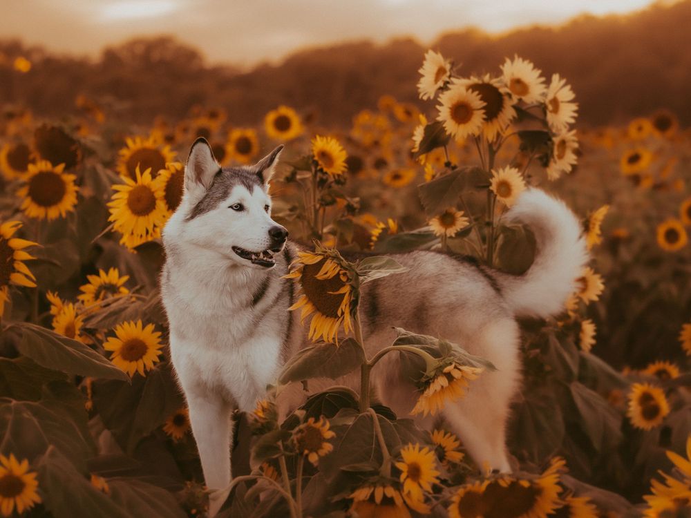 An Alaskan Malamute/Siberian Husky standing among tall sunflowers in a warm golden sunflower field at dusk.