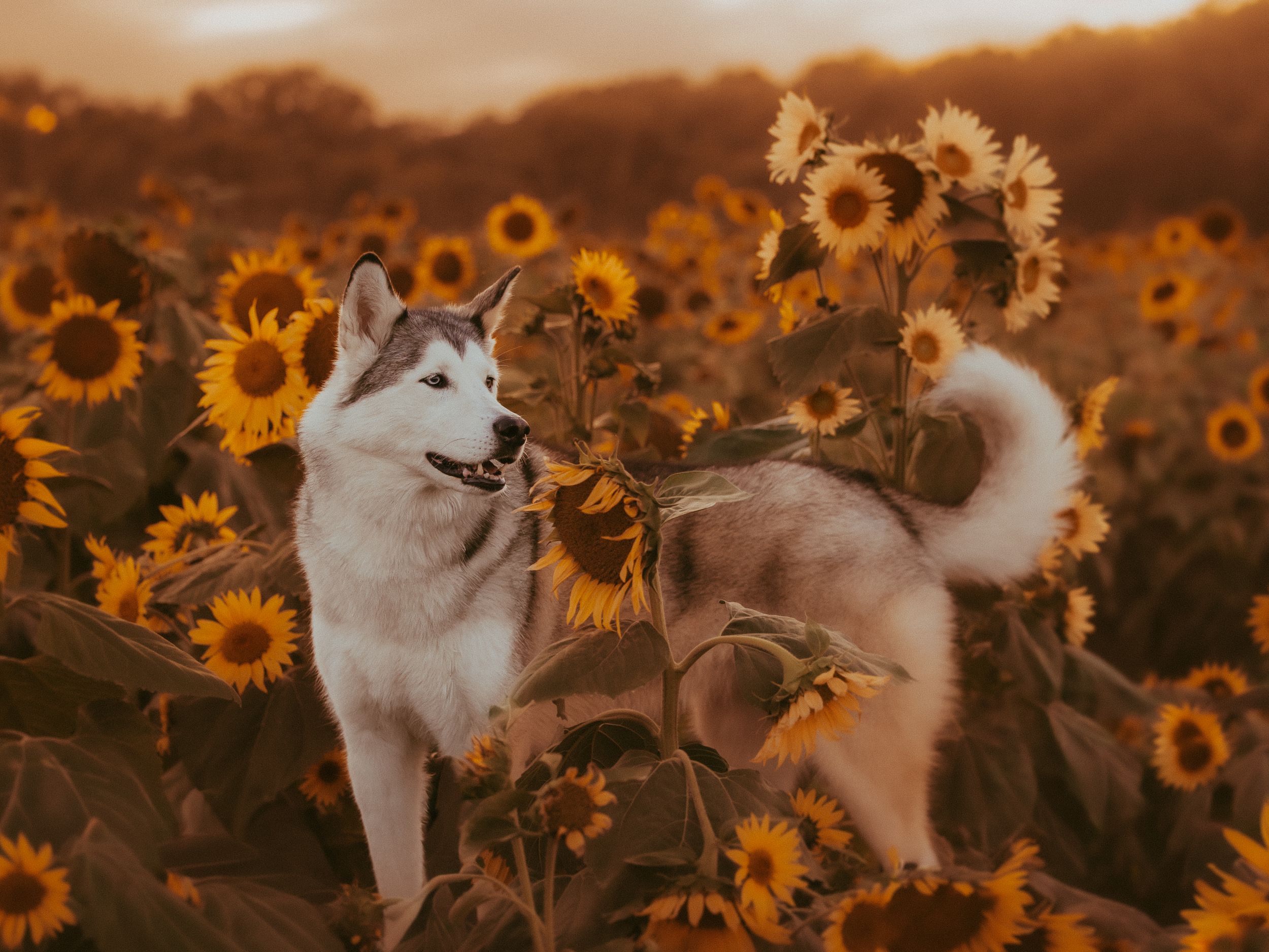An Alaskan Malamute/Siberian Husky standing among tall sunflowers in a warm golden sunflower field at dusk.