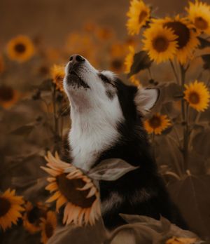 A black and white Alaskan Malamute looking up with a sunflower in a moody brown-toned field.
