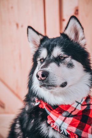 Black and white Alaskan Malamute dog wearing a red plaid bandana against a wooden background.