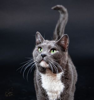 Gray and white cat with green eyes looking upward against a dark background.