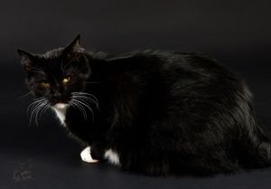 Fluffy black cat with white markings crouching low against a dark background.
