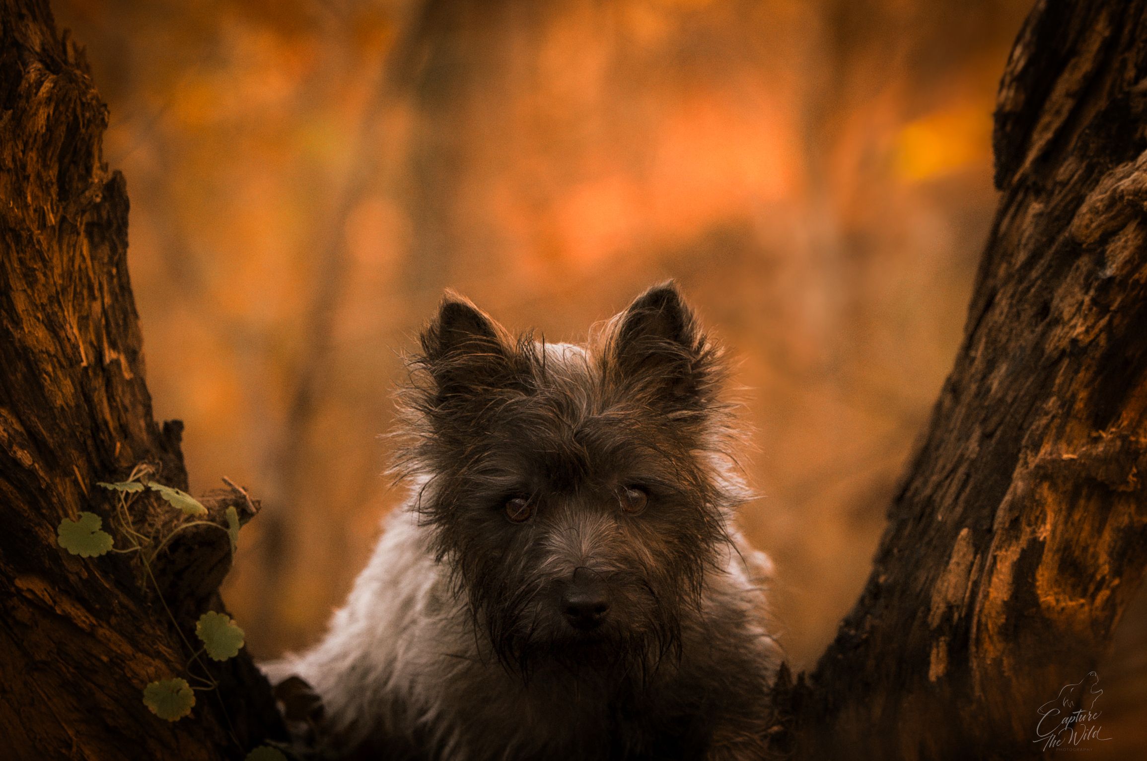 Small Cairn Terrier dog peering between two tree trunks in an autumn forest.