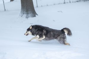 An Alaskan Malamute runs energetically through deep white snow in a winter forest setting.