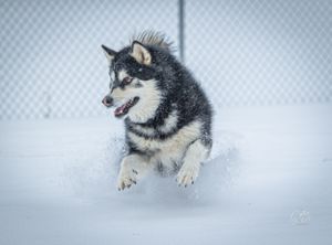 Energetic Alaskan Malamute running and leaping through deep snow in winter.