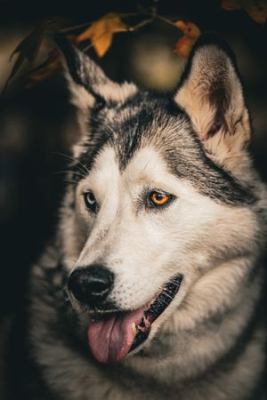 Close-up portrait of an Alaskan Malamute/Siberian Husky with striking amber eyes and tongue out among autumn leaves.