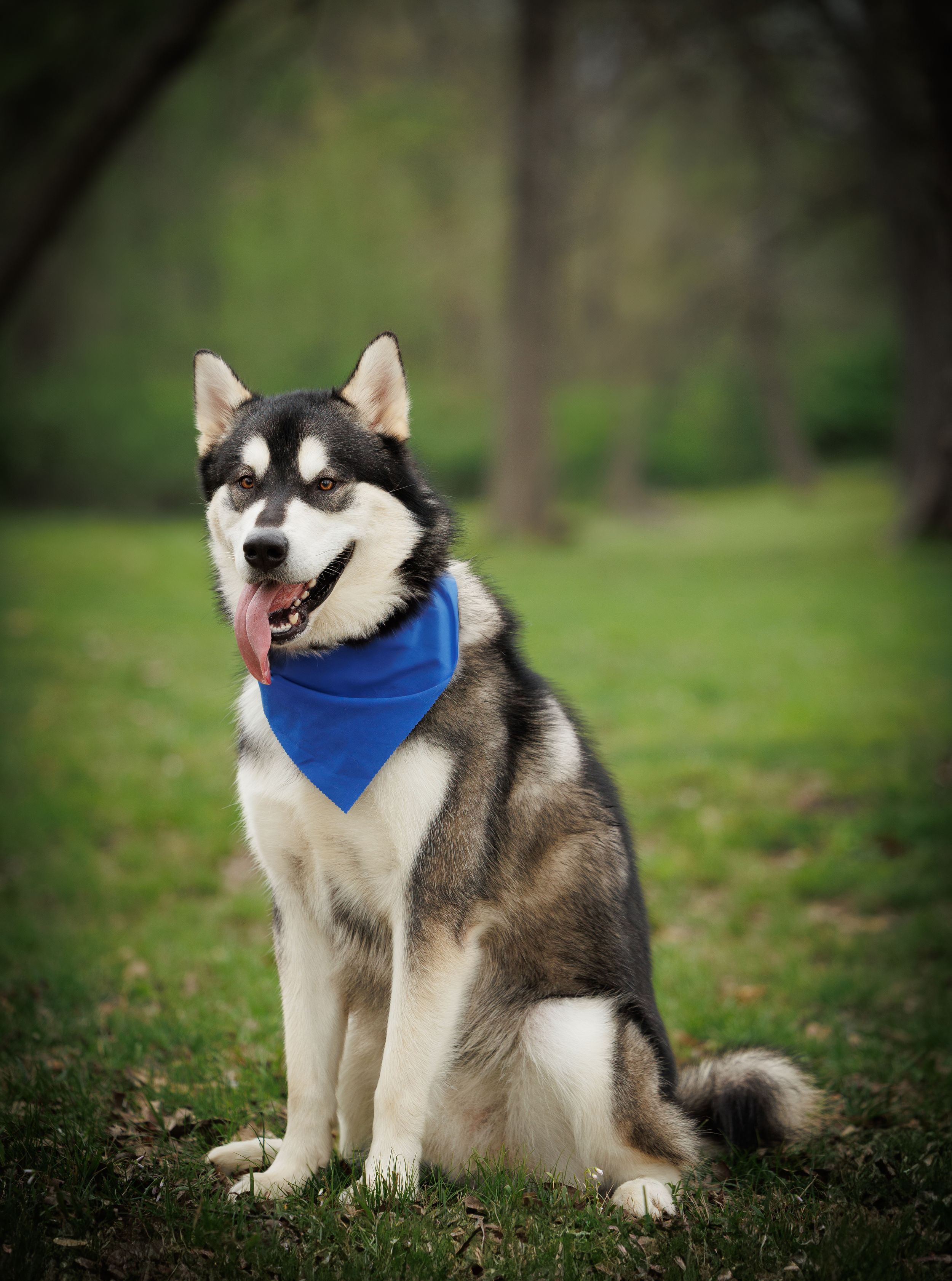 A black and white Alaskan Malamute sits proudly wearing a blue bandana in a park.