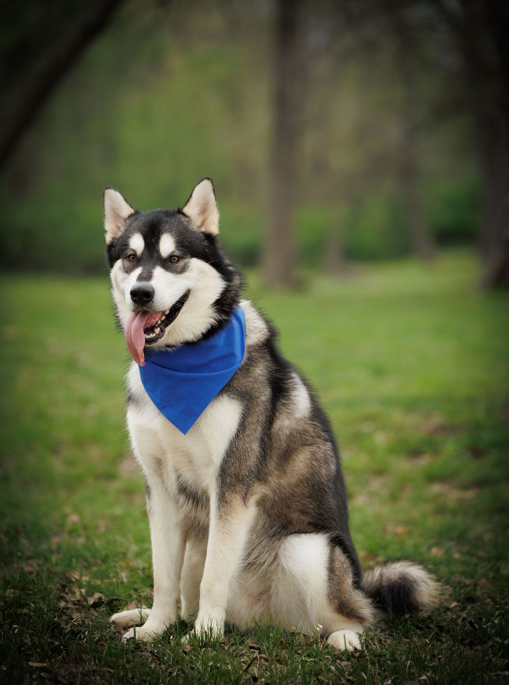 A black and white Alaskan Malamute sits proudly wearing a blue bandana in a park.