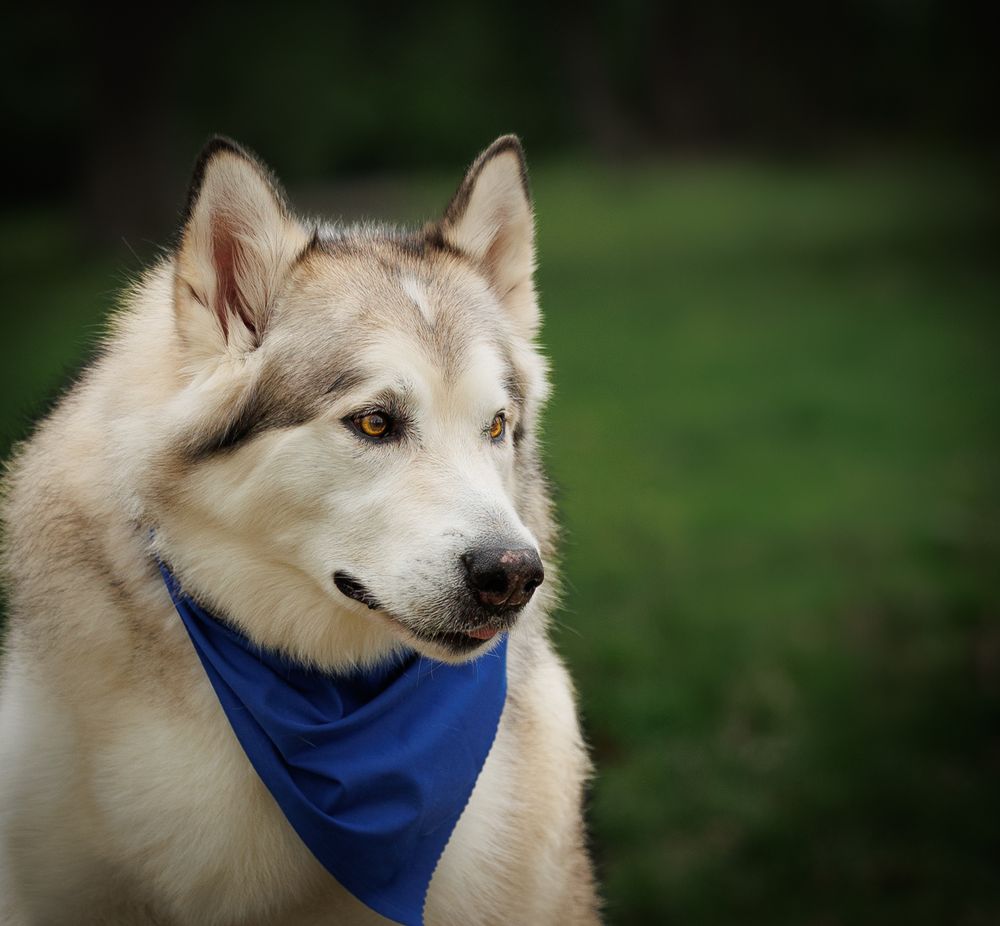 A light-colored Alaskan Malamute wearing a blue bandana gazes sideways against a green background.