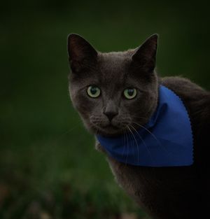 A sleek gray Russian Blue cat with green eyes wears a blue bandana outdoors.