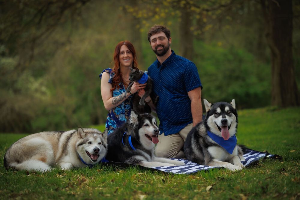 A couple sits on a blanket surrounded by three Alaskan Malamutes and a gray cat wearing blue bandanas outdoors.