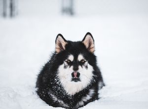 A fluffy black and white Alaskan Malamute dog rests in deep white snow.