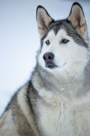 A striking Alaskan Malamute/Siberian Husky with heterochromia eyes sits calmly in a snowy winter landscape looking sideways.