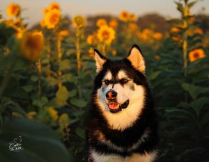 A black and white Alaskan Malamute sits happily among vibrant yellow sunflowers at golden hour.