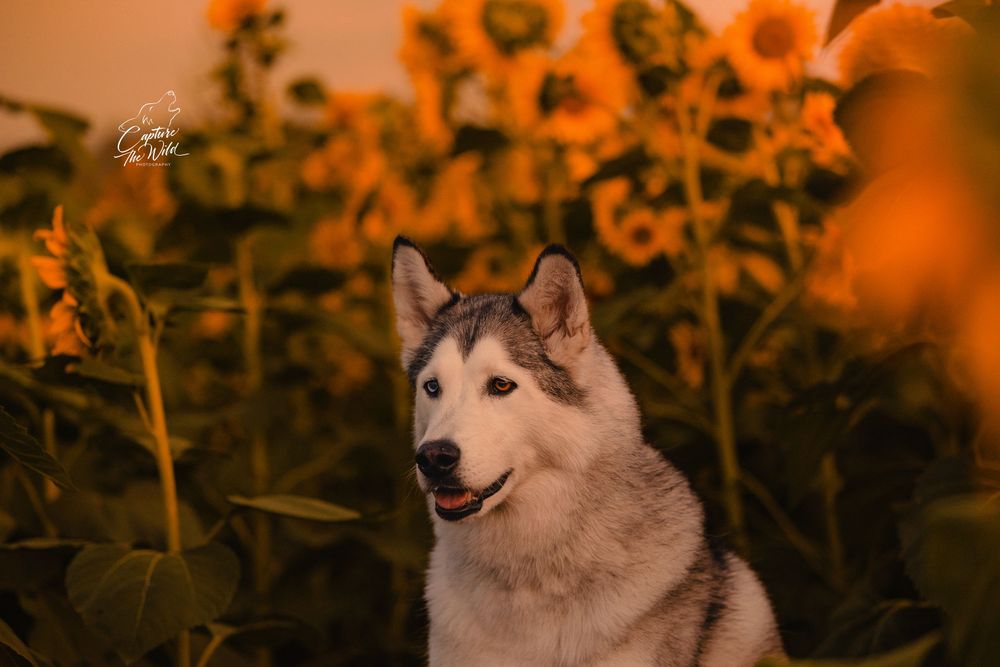A grey and white Alaskan Malamute/Siberian Husky poses serenely in a field of glowing sunflowers at sunset.