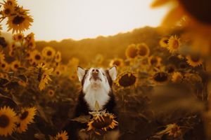 An Alaskan Malamute looking up joyfully among golden sunflowers in a sunlit field at sunset.