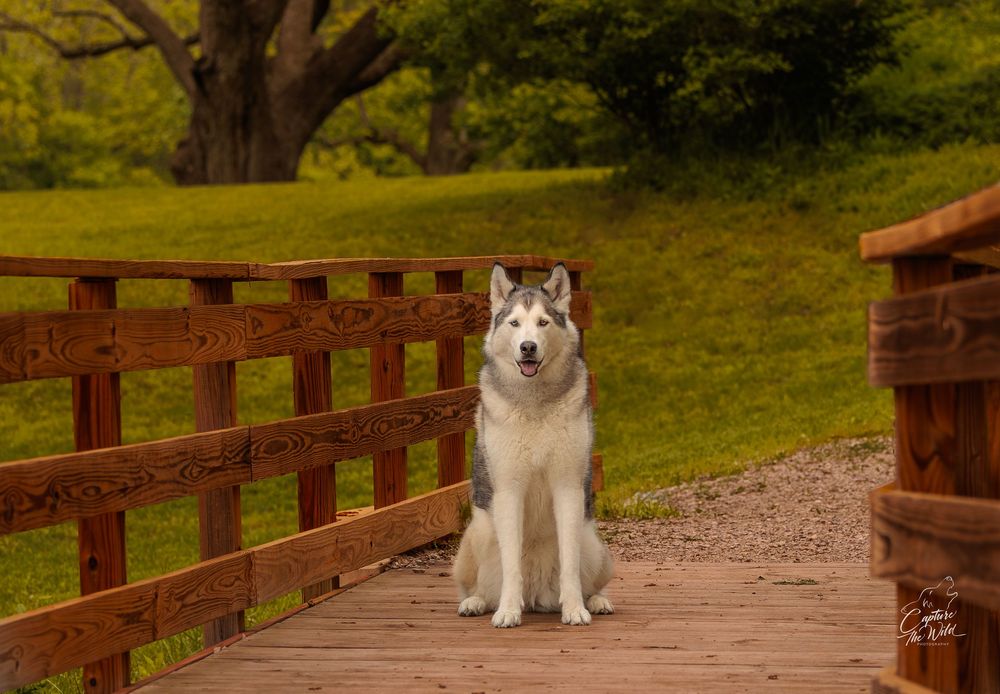 A gray and white Alaskan Malamute/Siberian Husky sits on a wooden bridge surrounded by green trees.