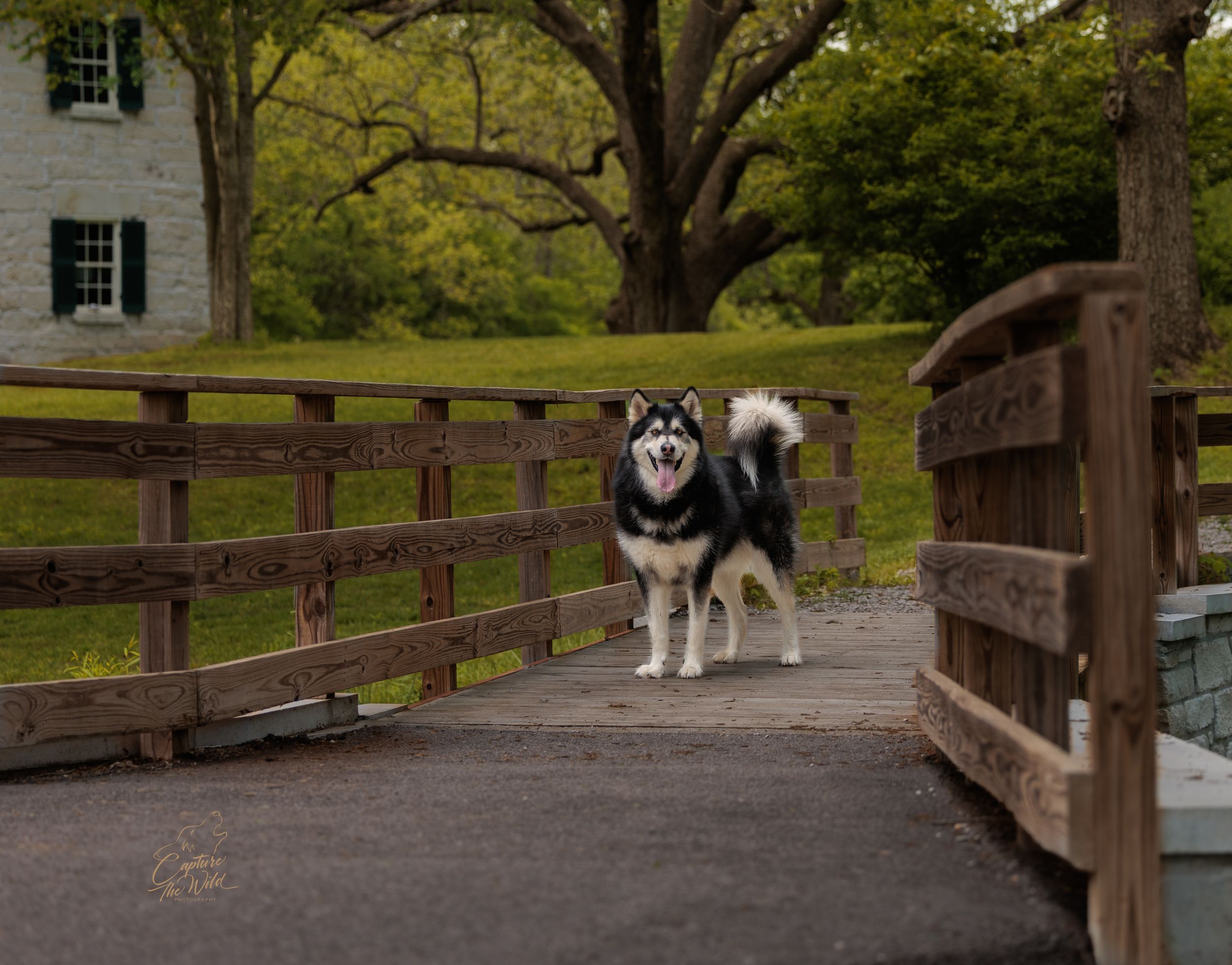 A black and white Alaskan Malamute stands on a wooden bridge near a historic building.