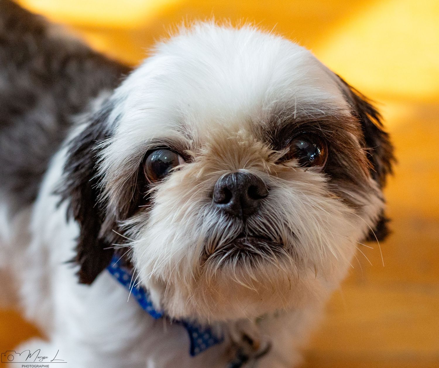 A cute Shih Tzu dog with black and white fur wearing a blue polka dot bowtie gazes at camera against orange background.
